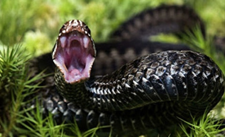 На Сарненщині жінку вкусила змія