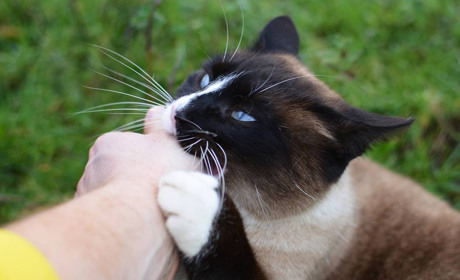 Скажений сіамський кіт покусав п’ятьох жителів Переяслава. У 14 населених пунктах ввели карантин