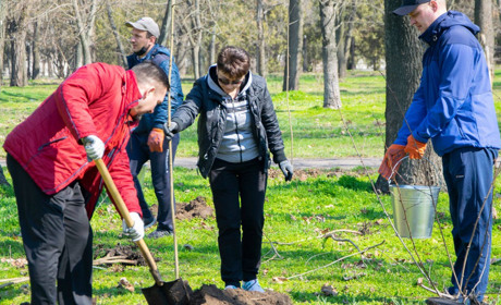 100 саджанців клену гостролистого передадуть у комунальну власність громади Нікополя: подробиці