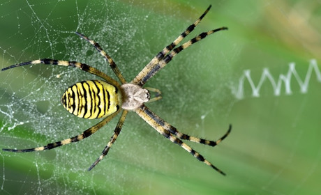 Гадячани почали зустрічати павука-осу Агріопу. Пояснюємо, чому не варто його боятися