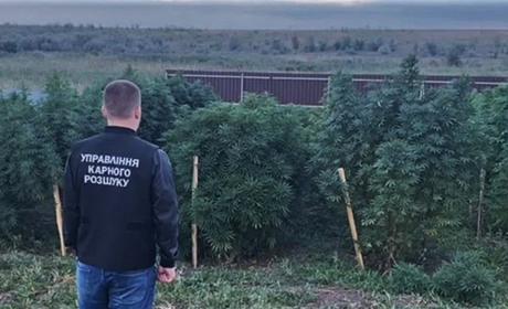 У селі Великий Дальник знайшли плантацію коноплі: за парканом росло трави на 3,5 млн гривень