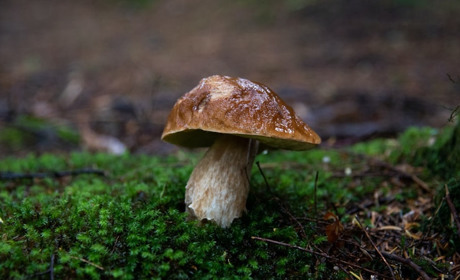 Грибний дощ: на Сарненщині прогнозують погоду для «тихого» полювання