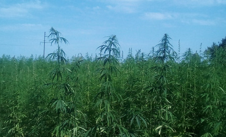 Поліція виявила незаконні посіви конопель на території Переяславської громади