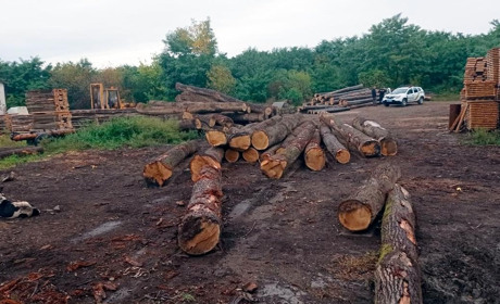 У підприємця з Брусниці поліціянти вилучили колоди дуба, бо він не мав на них документів