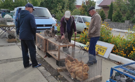 У Старокостянтинів на виставку-ярмарок привезли французьких баранів та китайських пухових