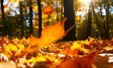 "Ще дві хвилі тепла": синоптики повідомили, коли чекати на потепління і справжнє "бабине літо"