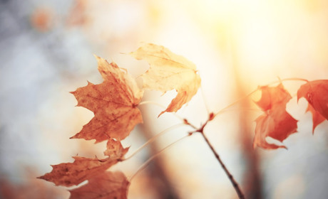 Погода в Кагарлику та Ржищеві на тиждень - з 27 вересня по 3 жовтня