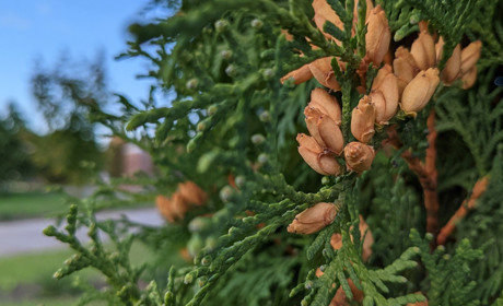 Стабільно похмуро: коли чекати «бабине літо» на Сарненщині