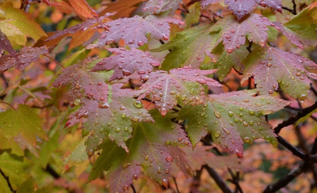 Сніг чи сонце: яку погоду прогнозують в жовтні