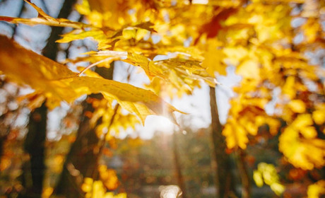 Якою буде погода на Кагарличчині та Ржищівщині на вихідні 2 і 3 жовтня