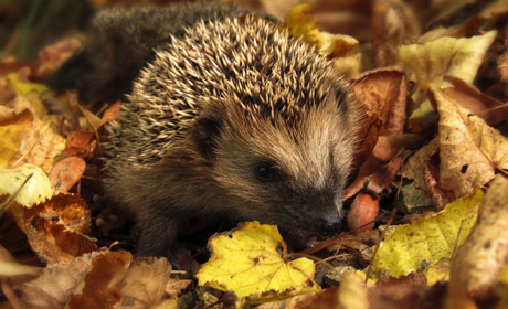 Месяц октябрь: рекорды прошлых лет и прогноз погоды