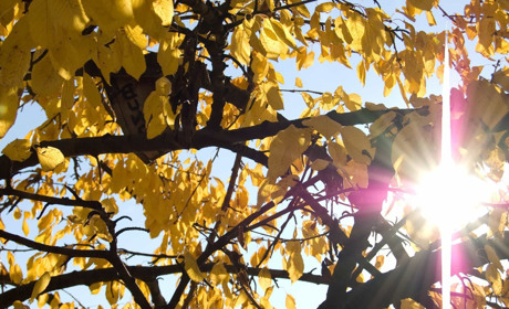 Погода в Кагарлику та Ржищеві на тиждень - з 4 по 10 жовтня