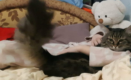 Знайшовся цирковий кіт, що загубився в Барі наприкінці серпня!