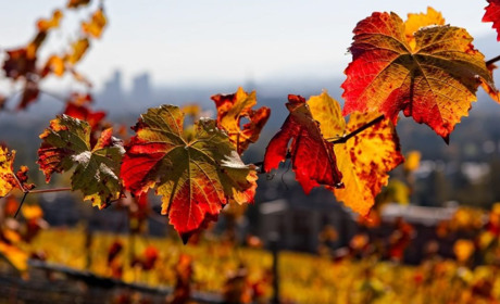 Без заморозків не обійдеться: прогноз погоди на тиждень