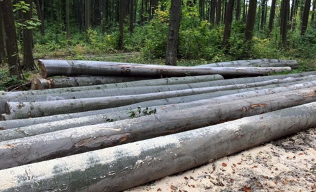 Двоє чоловіків вирубували дерева дуба, бука та клену вартістю майже 250 тисяч гривень