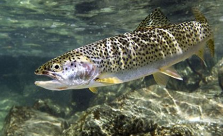 У гірських річках з 10 жовтня розпочинається нерест струмкової форелі: які діють заборони