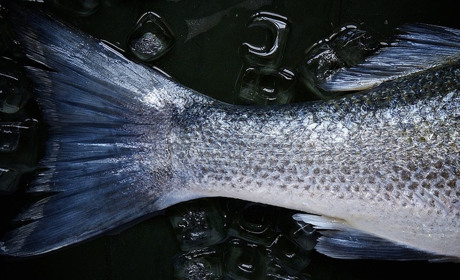 Штрафи за незакониий вилов риби значно збільшили