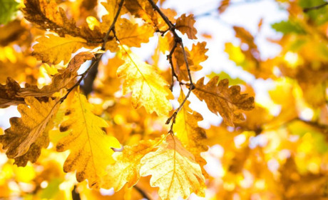 Якою буде погода на Кагарличчині та Ржищівщині на вихідні 9 і 10 жовтня