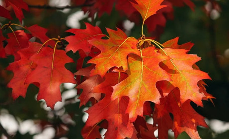 Погода на 11-17 жовтня: теплі дні і прохолодні ночі, місцями з морозом