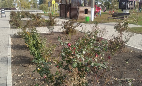 Тисяча кущів троянд прикрасили Троїцьку громаду цієї осені