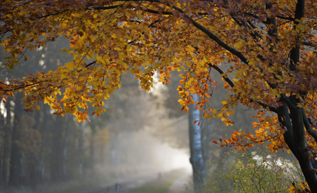 Якою буде погода на Кагарличчині та Ржищівщині 16 і 17 жовтня