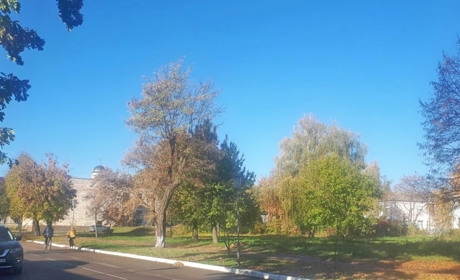 У Переяславі облаштують паркову зону. Спочатку там видалять старі дерева