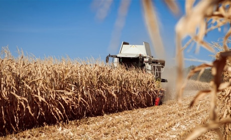 На Полтавщинні завершується збір зернових культур