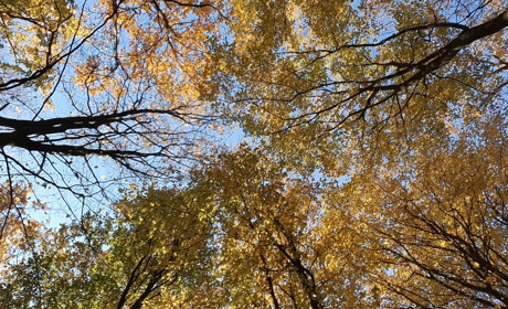 Погода в Кагарлику та Ржищеві на тиждень - з 25 по 31 жовтня