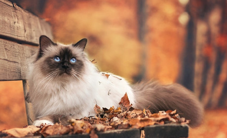 Метеостанція Нижні Сірогози: прогноз погоди з 25 по 29 жовтня