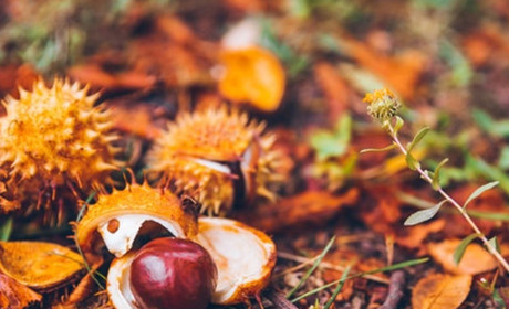 Кінець жовтня буде холодним, але без дощів: прогноз погоди на тиждень