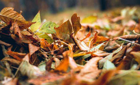 Якою буде погода на Кагарличчині та Ржищівщині 30 і 31 жовтня