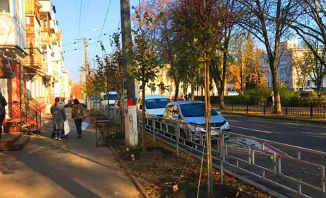 "Зеленбуд" очікує цього тижня 160 саджанців дерев, які висадять у місті
