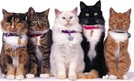 Найкращі породи котів для дому