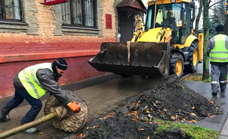 На вулиці Шевченка висаджують клени. Фотофакт