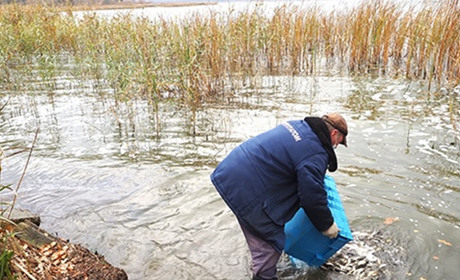 На Хмельницькій АЕС зариблюють технологічну водойму