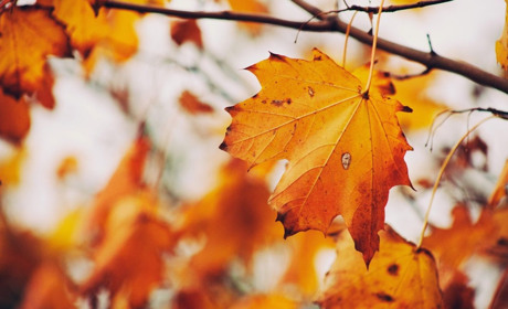 Погода в Кагарлику та Ржищеві на тиждень - з 8 по 14 листопада