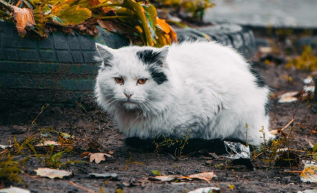 Не отруювати та не вбивати: зоозахисний закон вступив в дію. Дізнайся подробиці