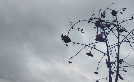 Якою буде погода на Кагарличчині та Ржищівщині 13 і 14 листопада