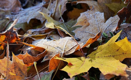 Погода в Кагарлику та Ржищеві на тиждень - з 15 по 21 листопада