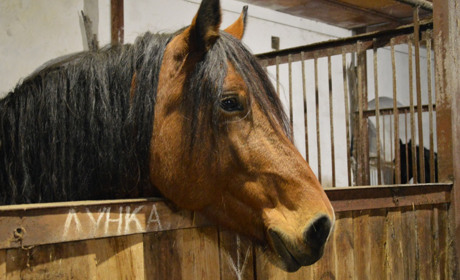 Стартував проєкт: "Біловодськ – столиця кінних заводів України"