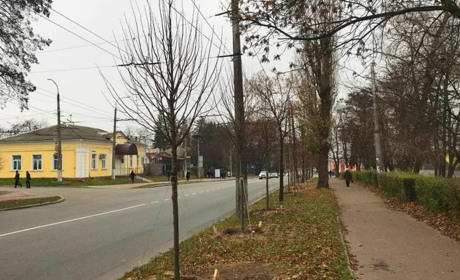 Чернігівські комунальники наближаються до позначки у 500 висаджених дерев. І це тільки за цю осінь