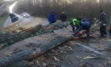 Шквальний вітер ламає дерева та паркани. В області ліквідовують наслідки