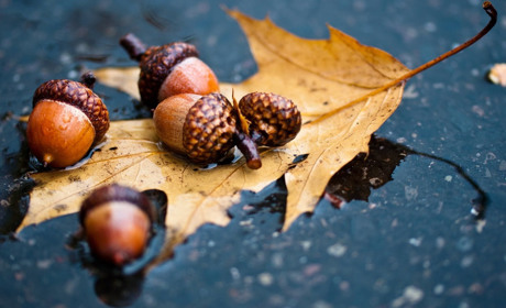 Похолодання та дощі: якою погодою попрощається з гадячанами осінь