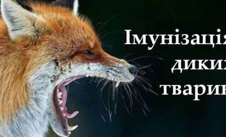 На Гуляйпільщині розпочалася імунізація диких тварин від сказу