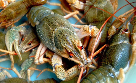 З 1 грудня 2021 року діє заборона вилову раків