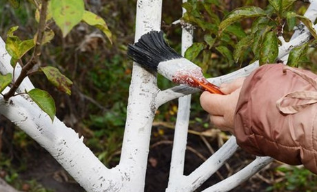 Як підготувати сад та ягідник до морозів