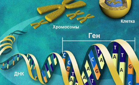 Бажаєте дослідити наявність генетичних захворювань та патологій у Києві - запишіться на прийом до на