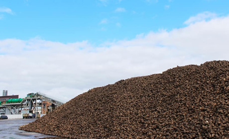 На Старокостянтинівському цукрозаводі завершили осінній сезон