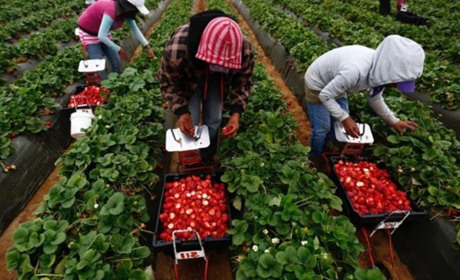 Область мігрантів: Рівненщина у п’ятірці за кількістю жителів, які шукають роботу за кордоном