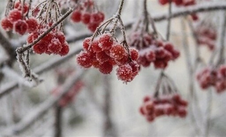 Погода в Кагарлику та Ржищеві на тиждень - з 6 по 12 грудня